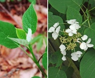 Hydrangea radiata