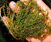 Hydrilla verticillata