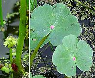 Hydrocotyle ranunculoides