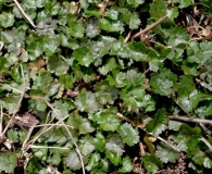 Hydrocotyle sibthorpioides