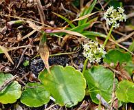 Hydrocotyle umbellata