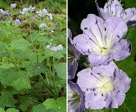 Hydrophyllum appendiculatum