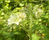 Hydrophyllum macrophyllum