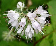 Hydrophyllum virginianum