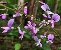 Hylodesmum nudiflorum