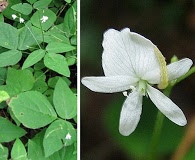 Hylodesmum pauciflorum