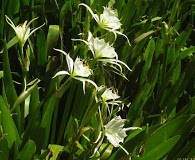 Hymenocallis coronaria