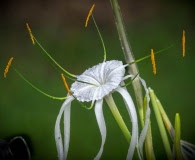 Hymenocallis crassifolia