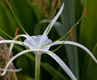 Hymenocallis latifolia