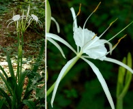 Hymenocallis occidentalis