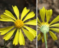 Hymenoxys cooperi