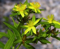 Hypericum adpressum