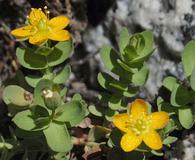 Hypericum anagalloides