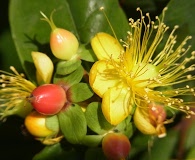 Hypericum androsaemum