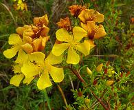 Hypericum brachyphyllum