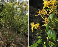 Hypericum canariense