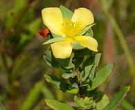 Hypericum crux-andreae