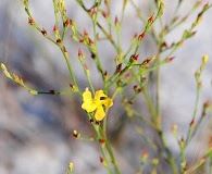 Hypericum cumulicola