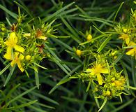 Hypericum densiflorum