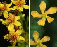 Hypericum denticulatum