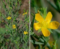 Hypericum drummondii