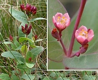 Hypericum fraseri