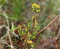 Hypericum galioides