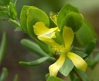 Hypericum hypericoides