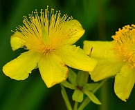 Hypericum kalmianum