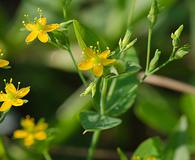 Hypericum mutilum