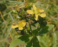 Hypericum punctatum