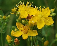 Hypericum scouleri