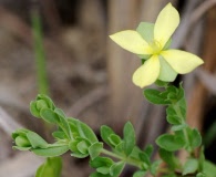 Hypericum suffruticosum