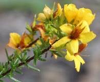 Hypericum tenuifolium