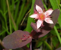 Hypericum virginicum