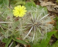 Hypochaeris chillensis