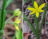 Hypoxis hirsuta