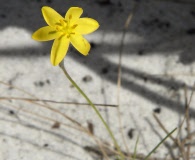 Hypoxis juncea