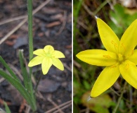 Hypoxis wrightii