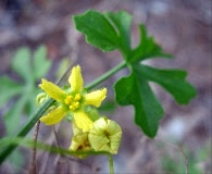 Ibervillea lindheimeri