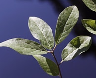 Ilex amelanchier