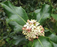 Ilex aquifolium