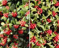 Ilex cornuta