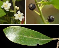 Ilex glabra