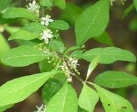 Ilex longipes