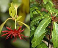 Illicium floridanum