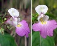 Impatiens balfourii