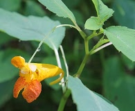 Impatiens capensis