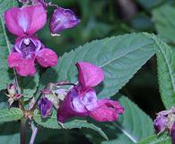 Impatiens glandulifera