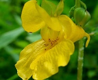 Impatiens pallida